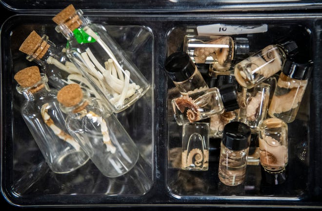 Vials with bones and tentacles for sale at The Crystal Witches booth during the Midsommar Market at the Monroe County Convention Center on Saturday, July 13, 2024. The event was put on by The Burnished Raven.